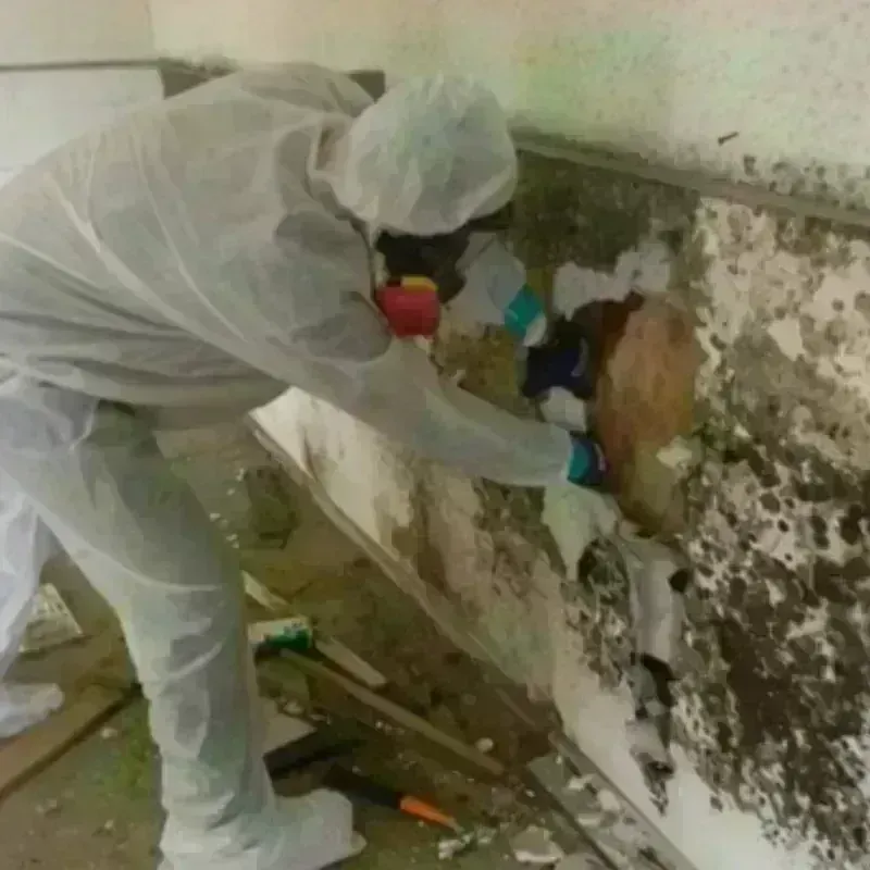 Mold Remediation and Removal in Galveston, TX